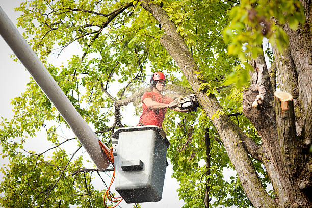 How Our Tree Care Process Works  in  Schlusser, PA